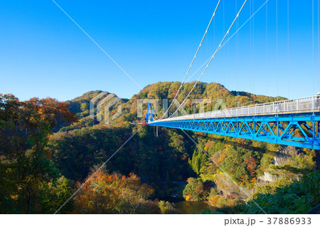 竜神峡　竜神大吊橋　紅葉 37886933