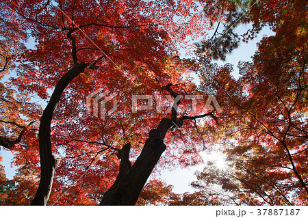 東京都庭園美術館のモミジの紅葉 東京都庭園美術館のモミジの紅葉 37887187