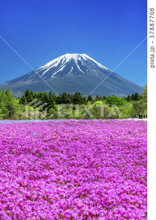 芝桜と富士山　 37887706