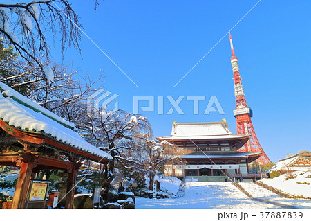 冬の増上寺と東京タワーの写真素材 3779