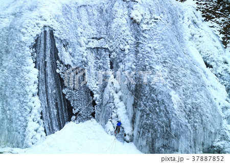 袋田の氷瀑とアイスクライマー 袋田の氷瀑とアイスクライマー 37887852