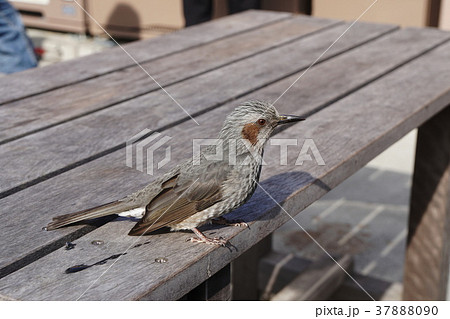 ヒヨドリ　鵯　Brown-eared bulbul 37888090