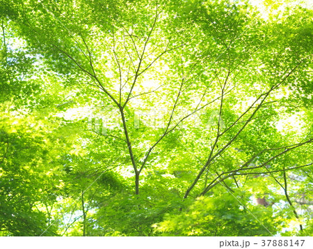 まぶしい春が来た！ 37888147