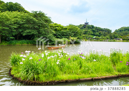 横浜 三渓園 大池 37888285