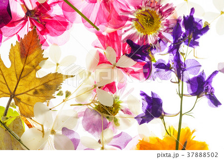 colorful dry flowers 37888502