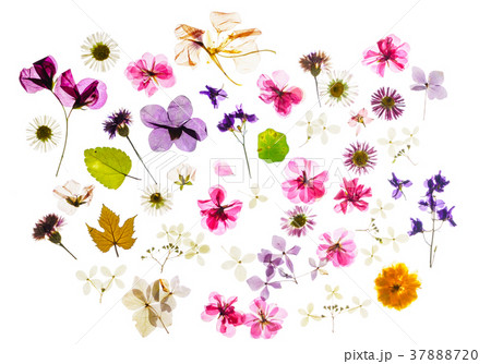 colorful dry flowers 37888720