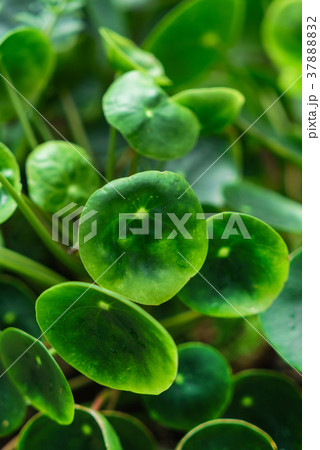 pilea peperomioides plant 37888832