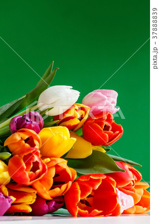 colorful tulips 37888839