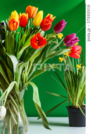 colorful tulips colorful tulips 37888916