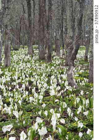 戸隠高原の水芭蕉群落の写真素材