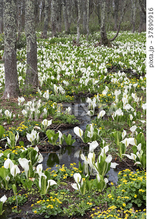 戸隠高原の水芭蕉群落の写真素材