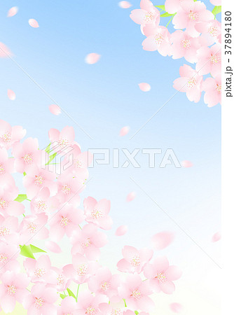 青空と桜吹雪 イラストのイラスト素材 37894180 Pixta
