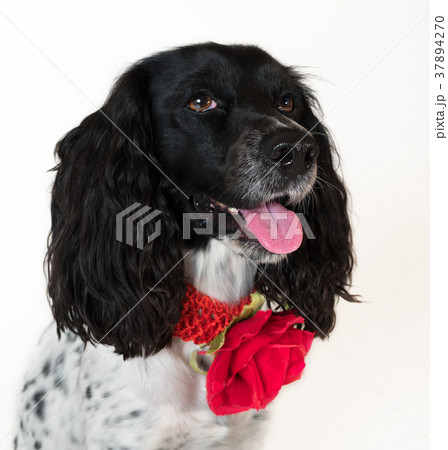 Beautiful female spaniel with a red flower on his 37894270