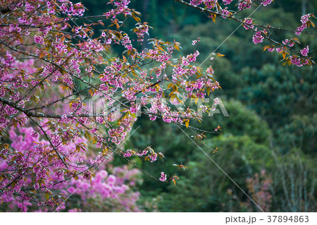 Cherry flower Prunus cerasoides,Giant tiger flower Cherry flower Prunus cerasoides,Giant tiger flower 37894863