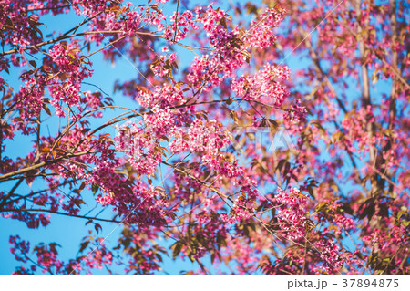 Cherry flower Prunus cerasoides,Giant tiger flower Cherry flower Prunus cerasoides,Giant tiger flower 37894875