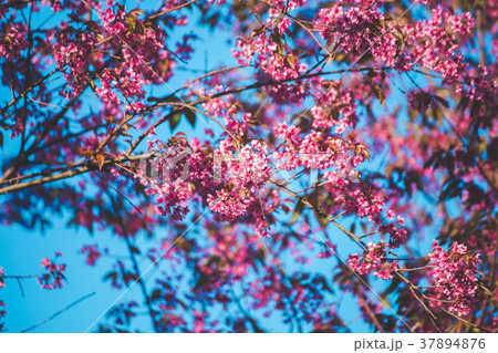 Cherry flower Prunus cerasoides,Giant tiger flower Cherry flower Prunus cerasoides,Giant tiger flower 37894876