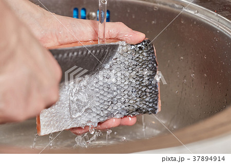 Hands washing and cleaning salmon fish over sink 37894914