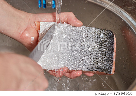 Hands washing and cleaning salmon fish over sink Hands washing and cleaning salmon fish over sink 37894916