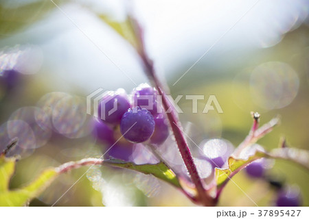 ムラサキシキブの実　クローズアップ 37895427