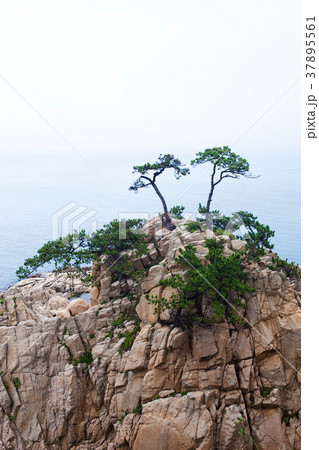 木 海 岩 37895561