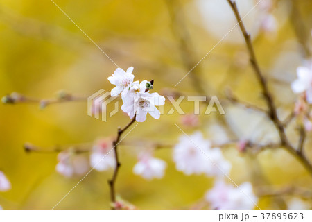 十月桜の花 十月桜の花 37895623