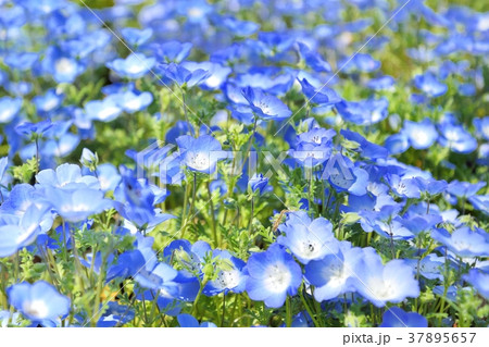 春のお花 花壇 ガーデニングの写真素材