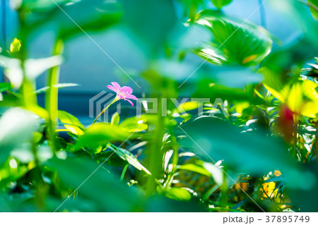 Pink Rain lily flower in garden 37895749