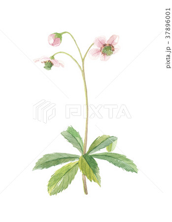 オオウメガサソウ オオウメガサソウ 37896001