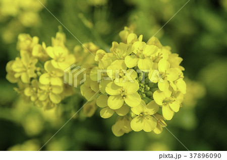 春　菜の花　黄色い花 37896090