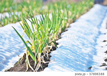 雪の中に立つネギ 雪の中に立つネギ 37896388