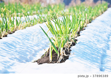雪の中に立つネギ 雪の中に立つネギ 37896389