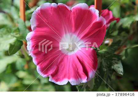 東京入谷 朝顔市 みごとな朝顔の花 東京入谷 朝顔市 みごとな朝顔の花 37896416