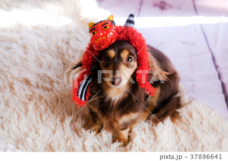 犬 ダックス 可愛い カニンヘン 小型犬 節分の写真素材