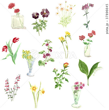 四季の花 四季の花 37896645