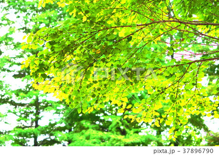 公園の新緑の風景 公園の新緑の風景 37896790