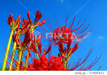 ヒガンバナと青空の風景 ヒガンバナと青空の風景 37896852