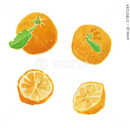 citrus junos　ゆず　水彩 37897284