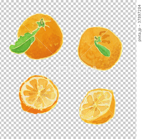 citrus junos　ゆず　水彩 37897284