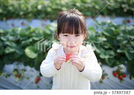 苺狩り (子供 幼児 女性 イチゴ いちご 苺 フルーツ 果物 レジャー ビニールハウス デザート) 37897387