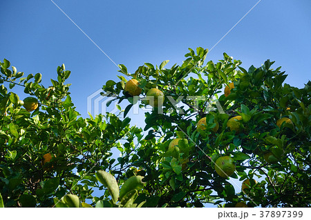 Citrus aurantium fruits, Dolce del Gargano. Family 37897399