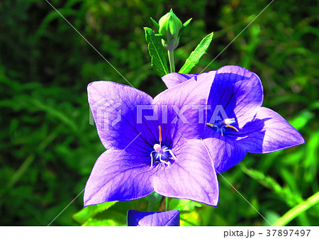 キキョウの花 キキョウの花 37897497