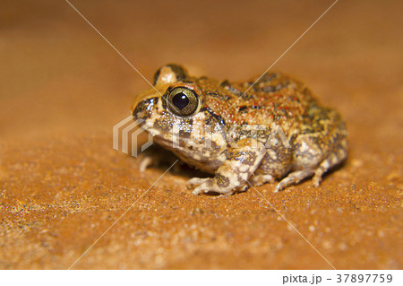 Indian Burrowing Frog. Sphaerotheca breviceps 37897759