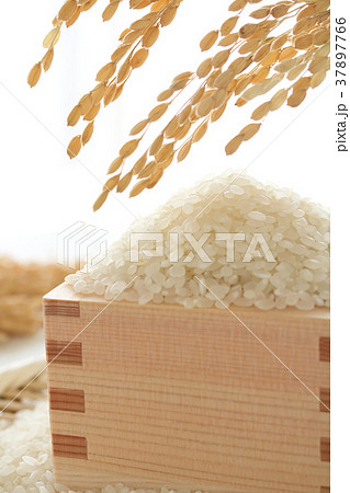 お米　稲穂 37897766