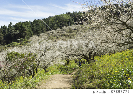 うめ 春告草 ソシンロウバイ 37897775