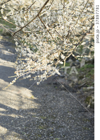 うめ 春告草 ソシンロウバイ 37897781