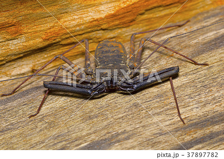 Tailless whip scorpion, Amblypygi. Pondicherry 37897782