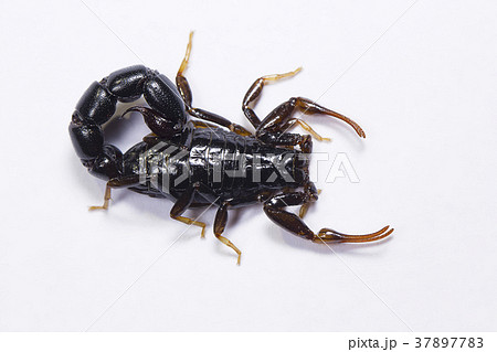 Scorpion, Orthochirus's sp. Tamilnadu 37897783