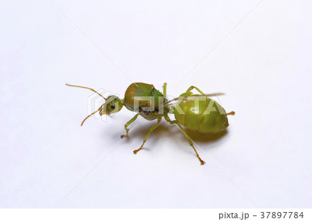 Queen of weaver ants, Oellcophylla smaragdina 37897784