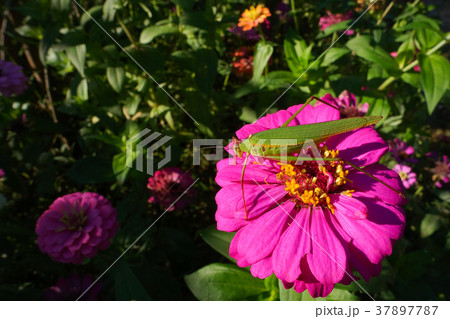 Green grasshopper on a flower. 37897787