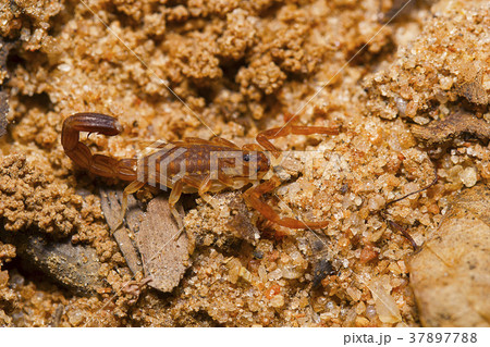 Scorpion sp, Tamilnadu, India. 37897788